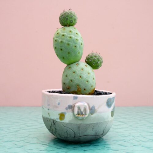 Tephrocactus geometricus 311 Raku