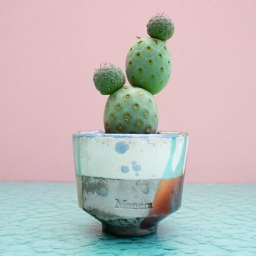 Tephrocactus geometricus 315 Raku