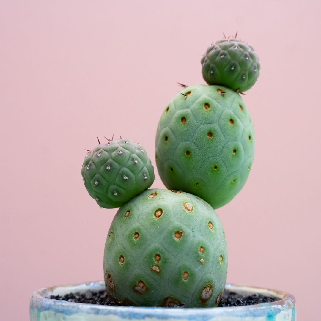 Tephrocactus geometricus 315 Raku