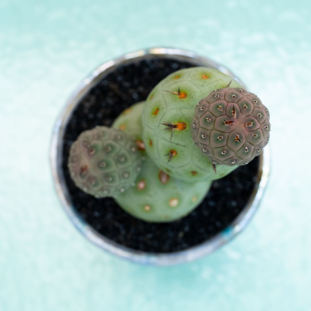 Tephrocactus geometricus 315 Raku