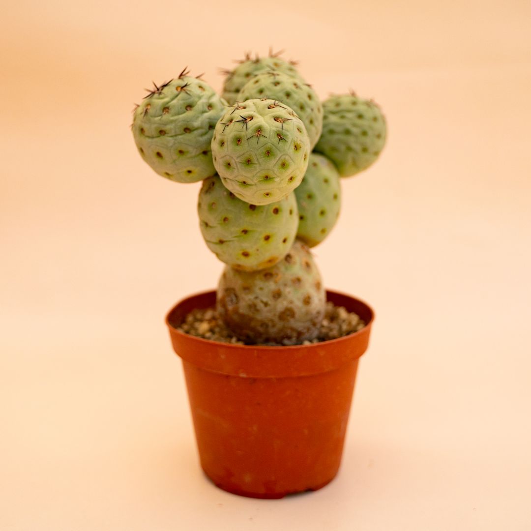 Tephrocactus geometricus 8 palle Ø 12 cm cod 660F