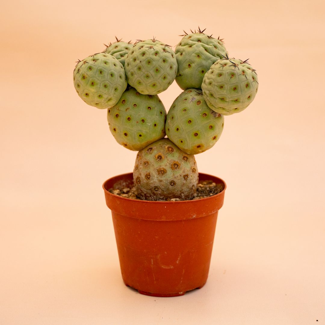 Tephrocactus geometricus 8 palle Ø 12 cm cod 660F