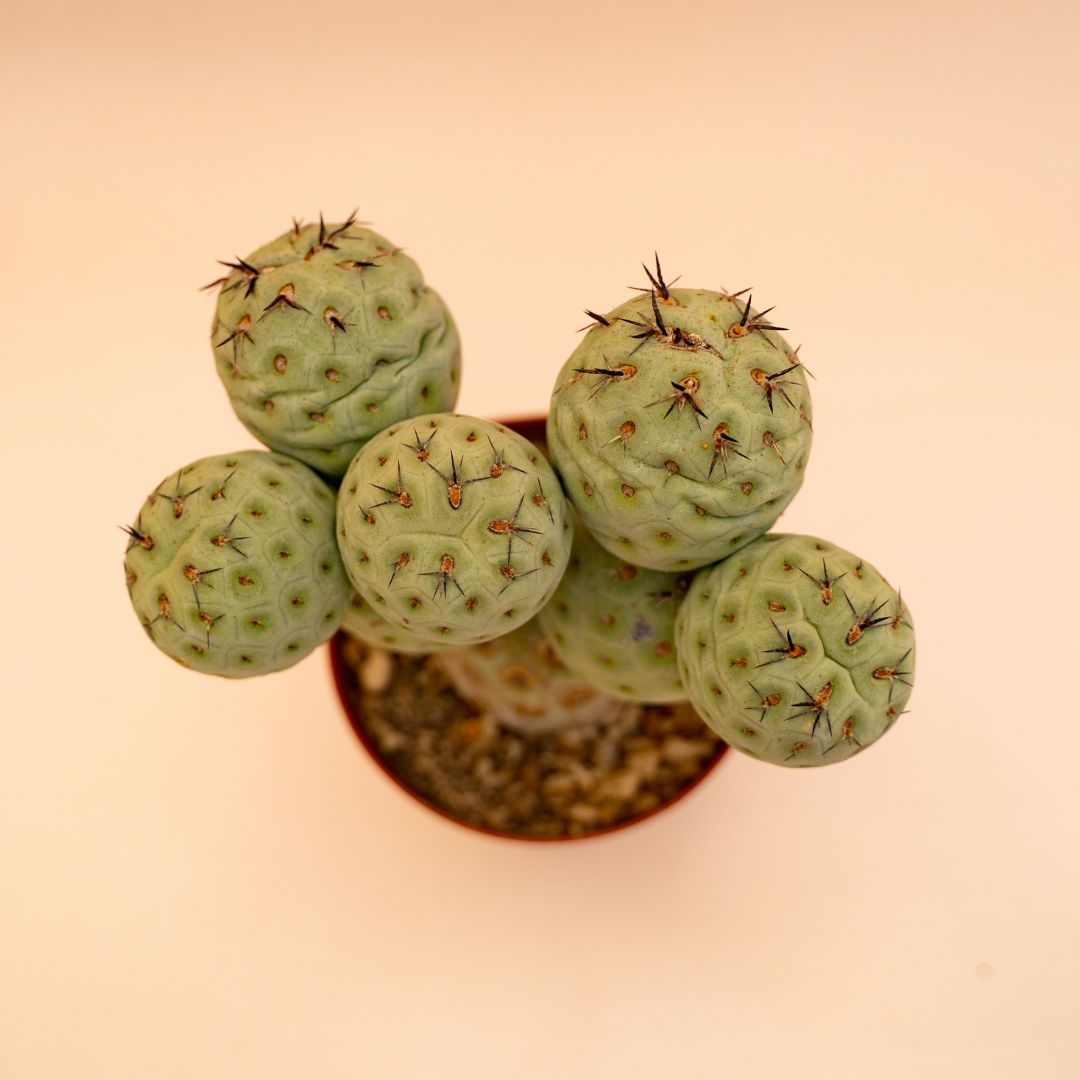 Tephrocactus geometricus 8 palle Ø 12 cm cod 660F