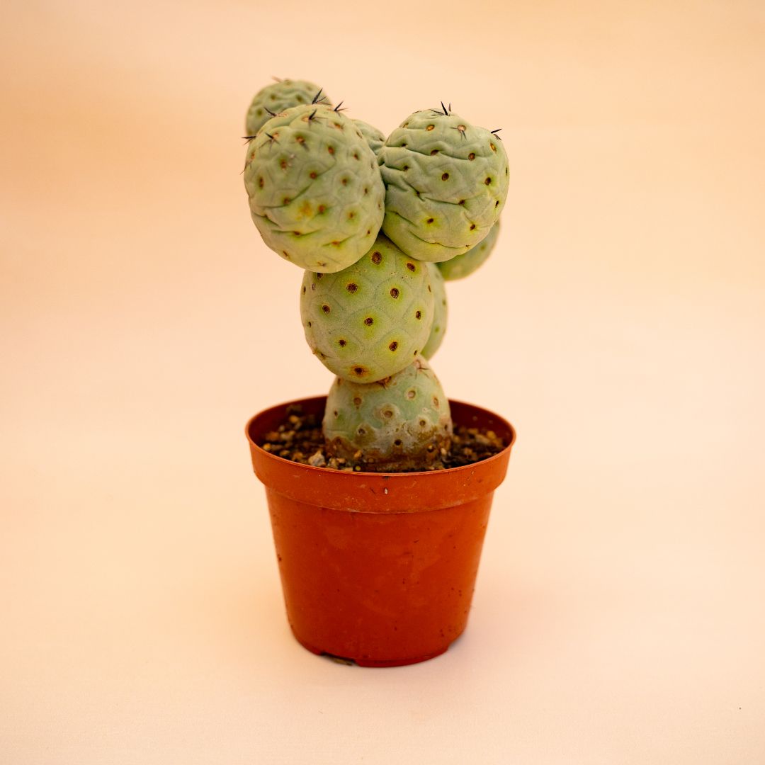 Tephrocactus geometricus 9 palle Ø 12 cm cod 659F