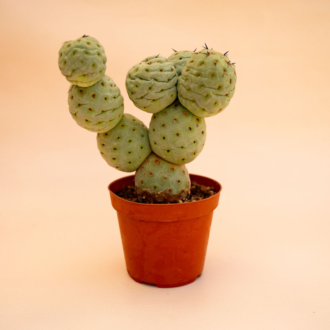 Tephrocactus geometricus 9 palle Ø 12 cm cod 659F