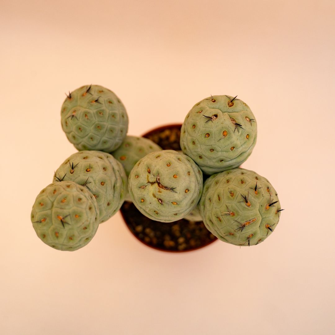 Tephrocactus geometricus 9 palle Ø 12 cm cod 659F