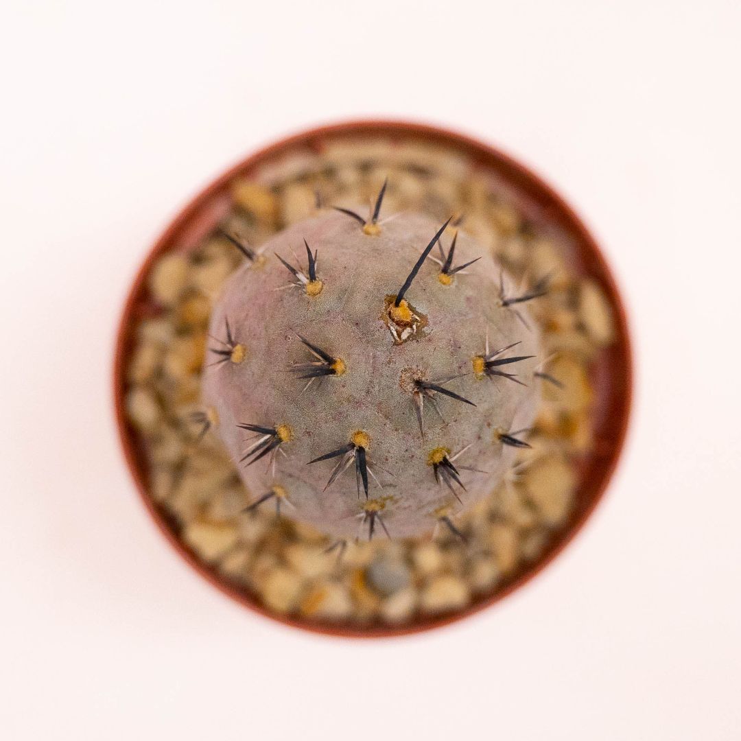 Tephrocactus geometricus Ø 7,5 cm