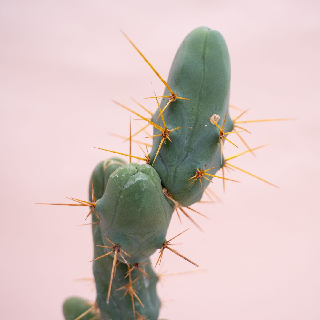 Trichocereus bridgesii mostruoso Ø 12 cm 911F