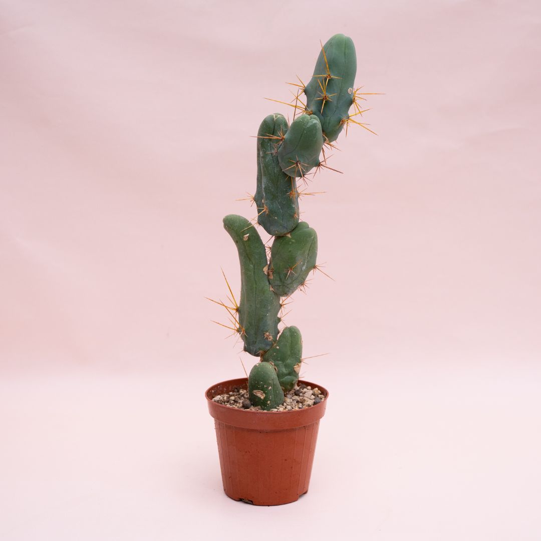 Trichocereus bridgesii mostruoso Ø 12 cm 911F
