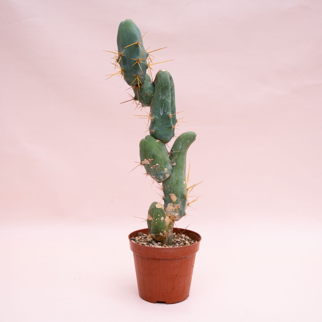 Trichocereus bridgesii mostruoso Ø 12 cm 911F