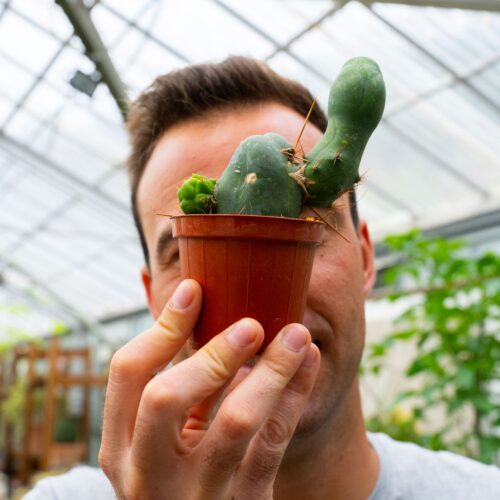 Trichocereus bridgesii mostruoso Ø 8 cm 802F