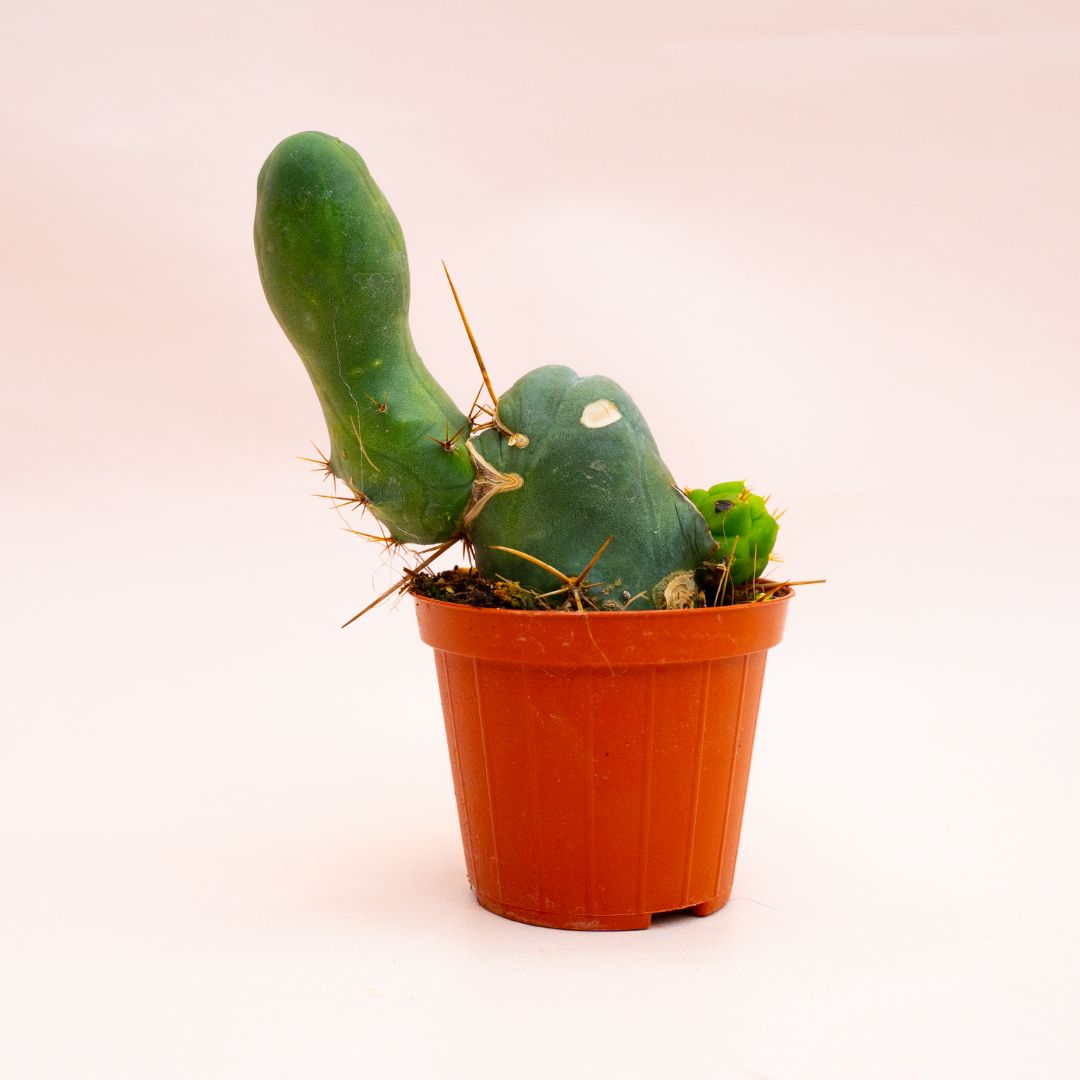 Trichocereus bridgesii mostruoso Ø 8 cm 802F