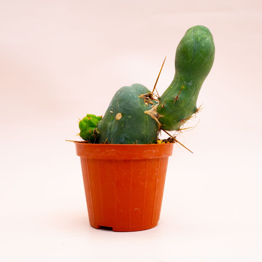Trichocereus bridgesii mostruoso Ø 8 cm 802F