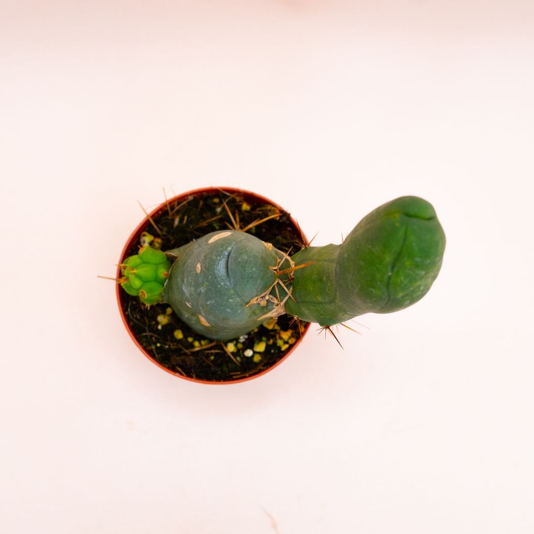 Trichocereus bridgesii mostruoso Ø 8 cm 802F