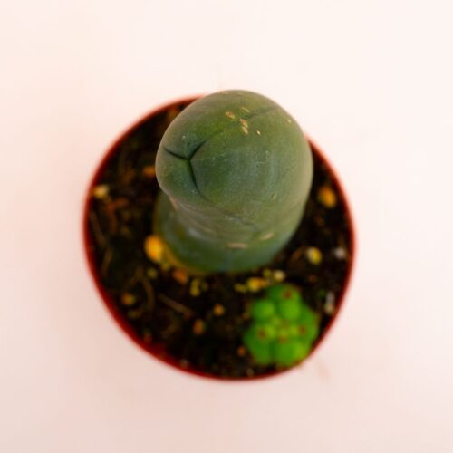 Trichocereus bridgesii mostruoso Ø 8 cm 803F