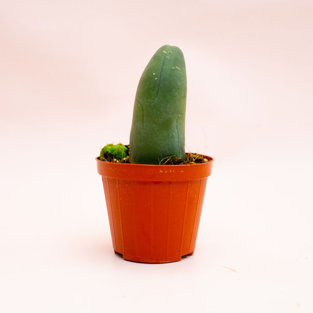 Trichocereus bridgesii mostruoso Ø 8 cm 803F