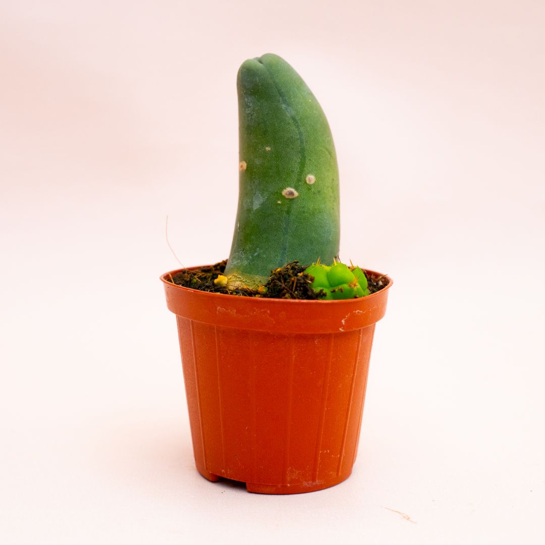 Trichocereus bridgesii mostruoso Ø 8 cm 803F