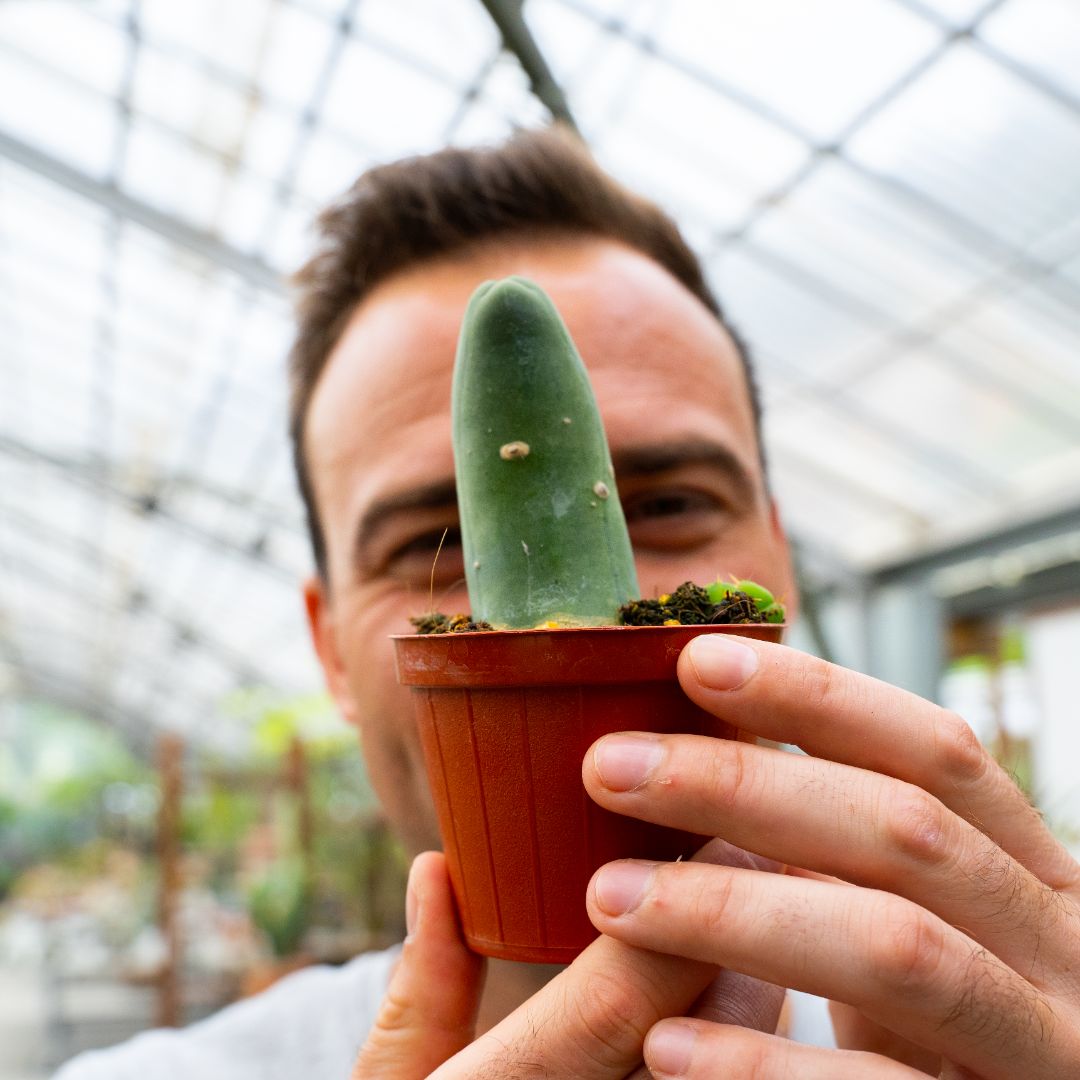 Trichocereus bridgesii mostruoso Ø 8 cm 803F