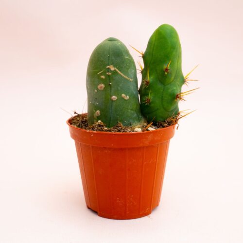 Trichocereus bridgesii mostruoso Ø 8 cm 804F