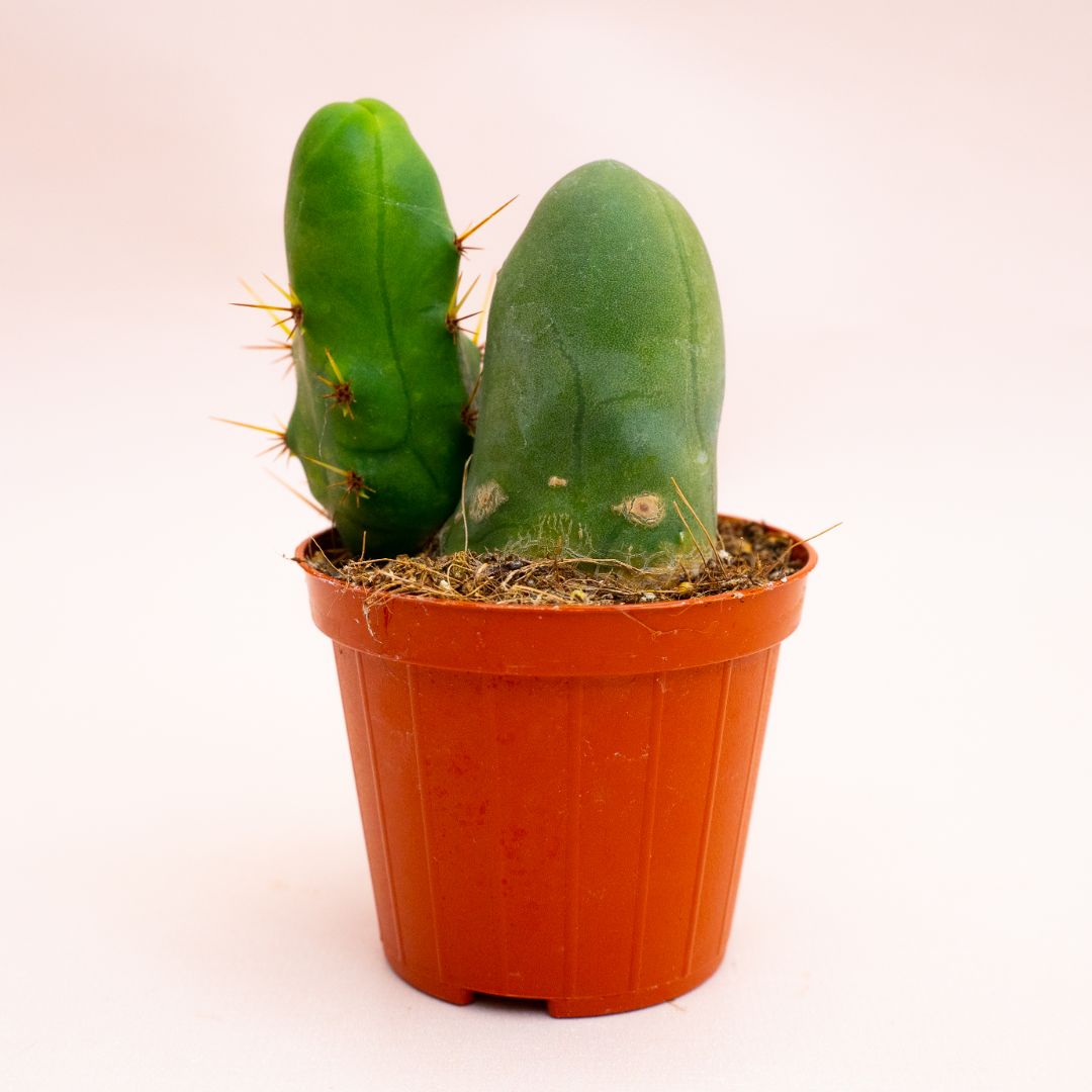 Trichocereus bridgesii mostruoso Ø 8 cm 804F