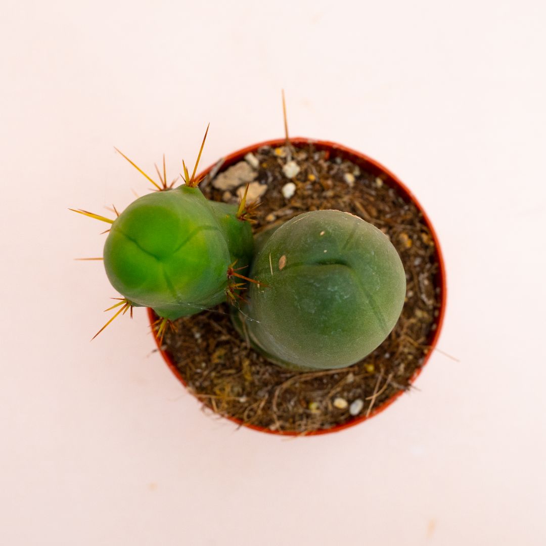 Trichocereus bridgesii mostruoso Ø 8 cm 804F