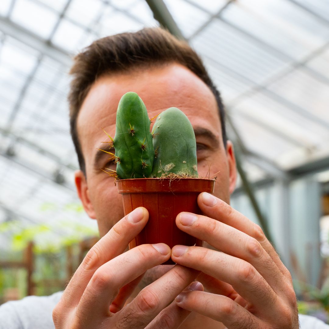 Trichocereus bridgesii mostruoso Ø 8 cm 804F