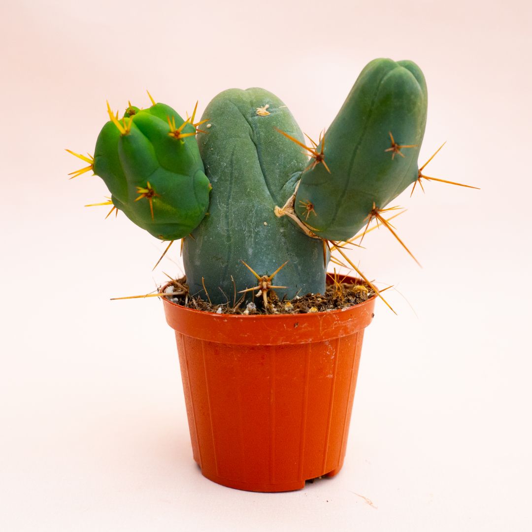 Trichocereus bridgesii mostruoso Ø 8 cm 805F