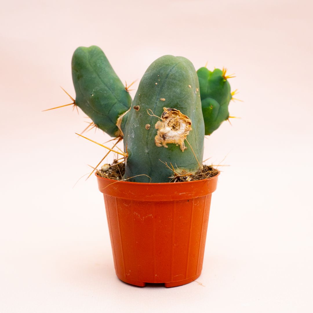 Trichocereus bridgesii mostruoso Ø 8 cm 805F