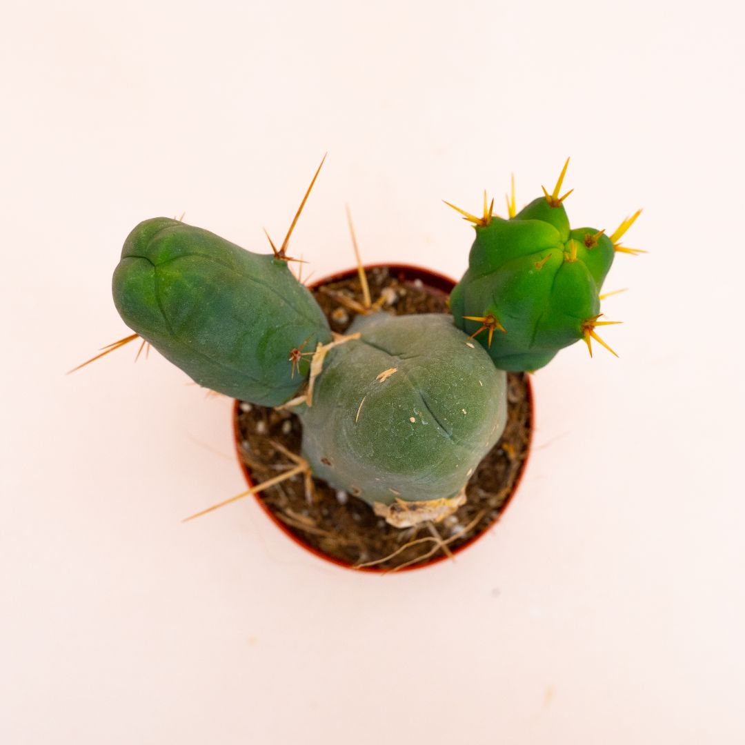 Trichocereus bridgesii mostruoso Ø 8 cm 805F