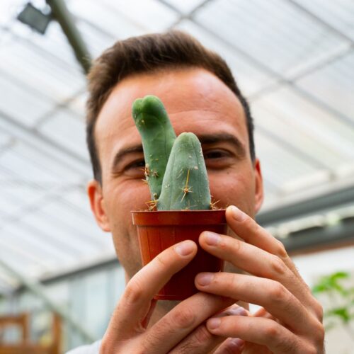 Trichocereus bridgesii mostruoso Ø 8 cm 806F