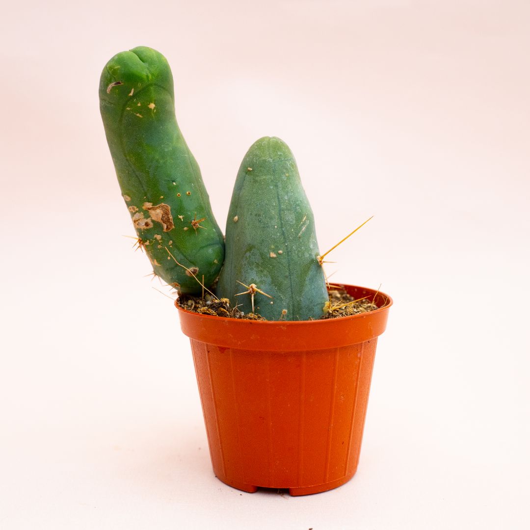 Trichocereus bridgesii mostruoso Ø 8 cm 806F