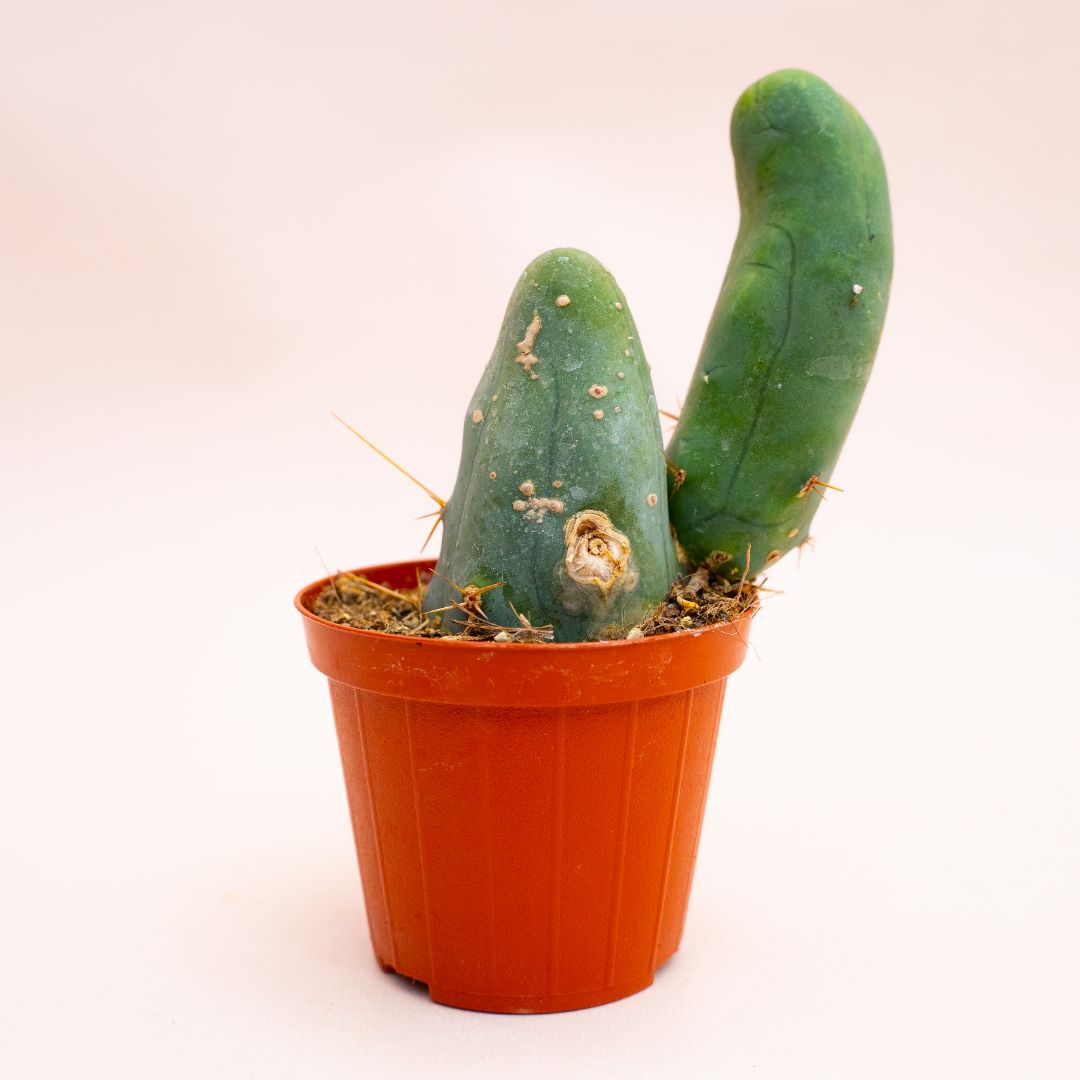 Trichocereus bridgesii mostruoso Ø 8 cm 806F