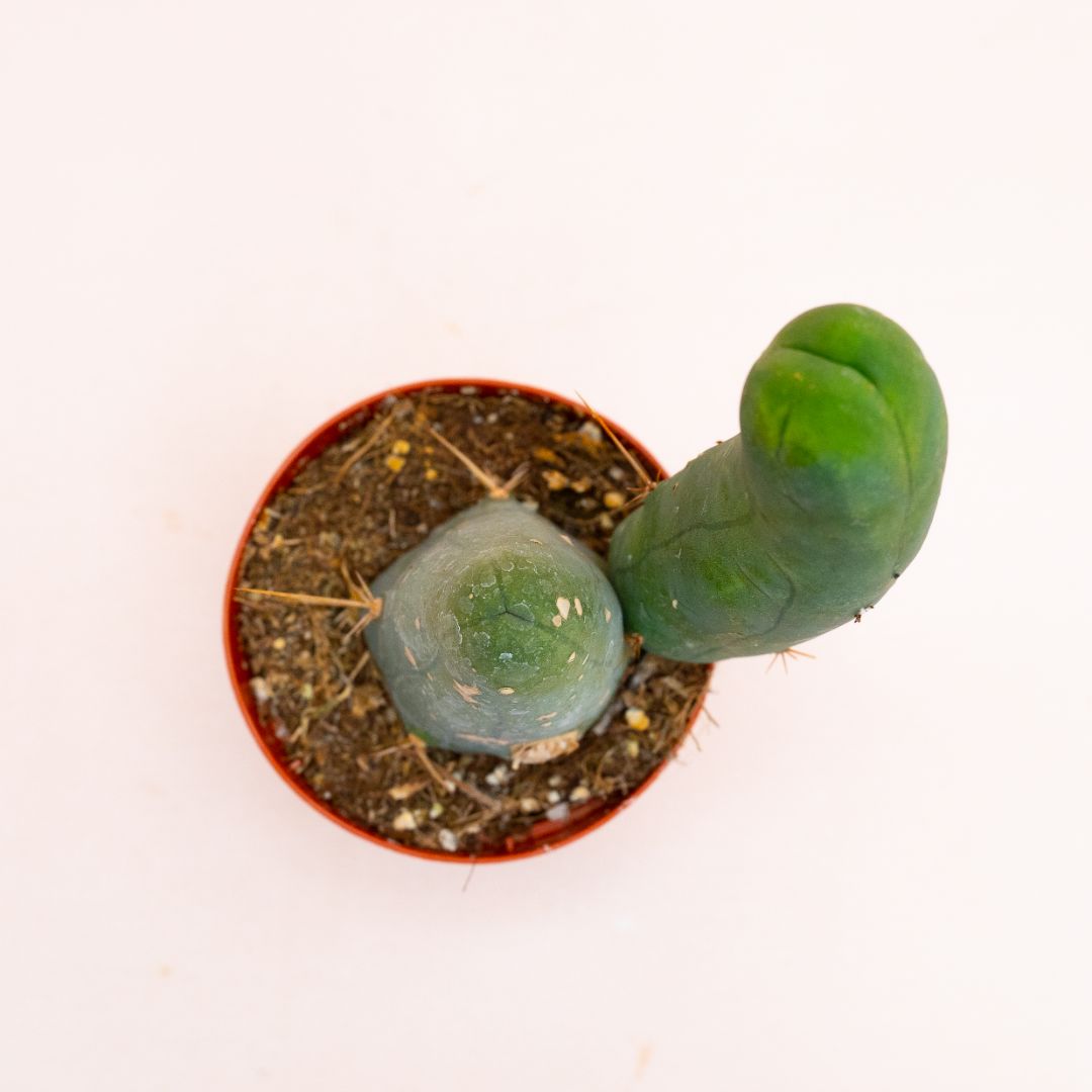 Trichocereus bridgesii mostruoso Ø 8 cm 806F