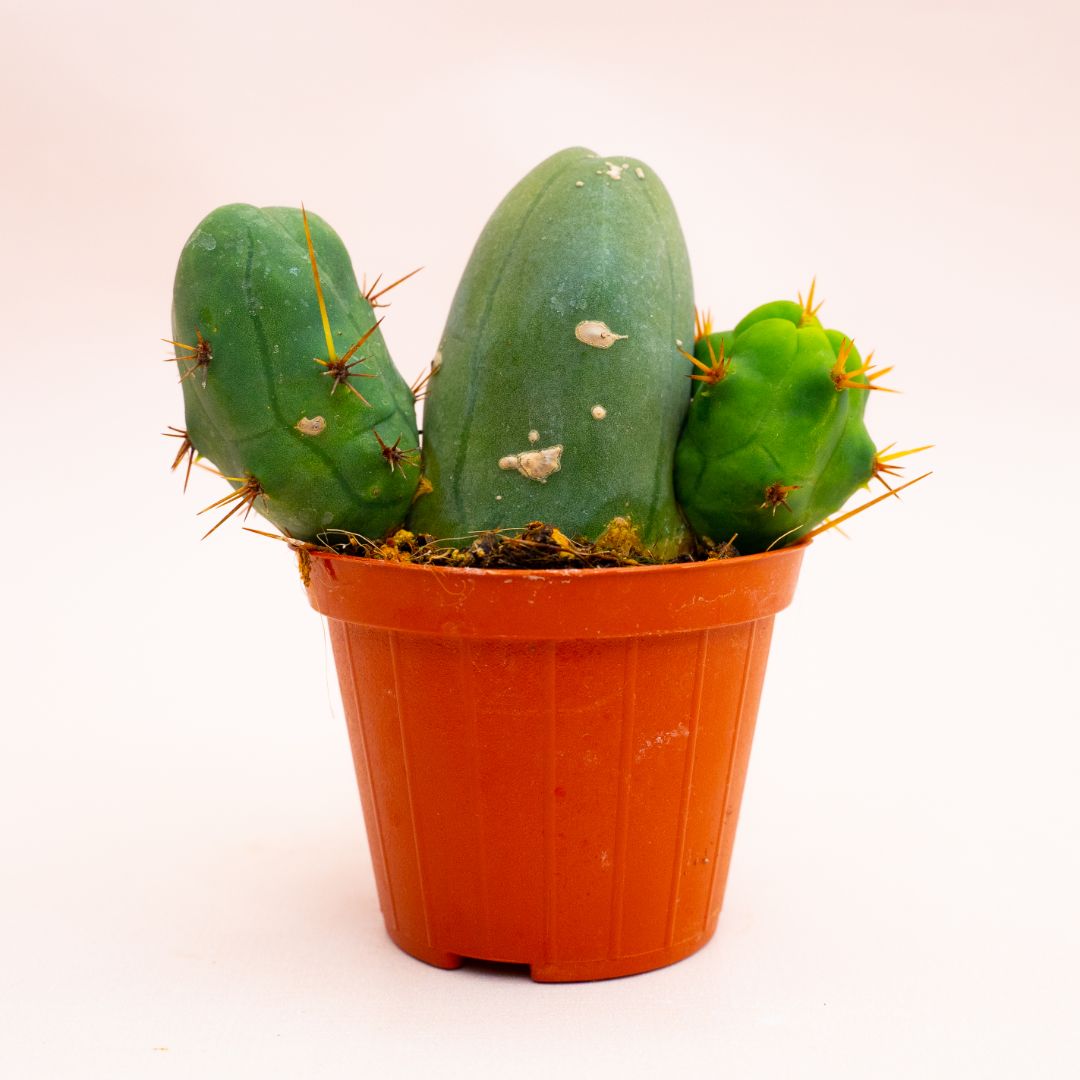 Trichocereus bridgesii mostruoso Ø 8 cm 807F (Rarità)