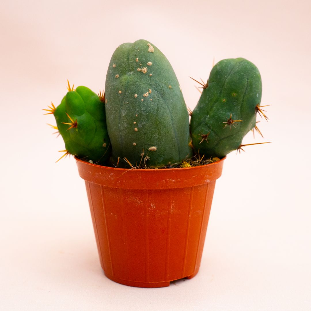 Trichocereus bridgesii mostruoso Ø 8 cm 807F (Rarità)