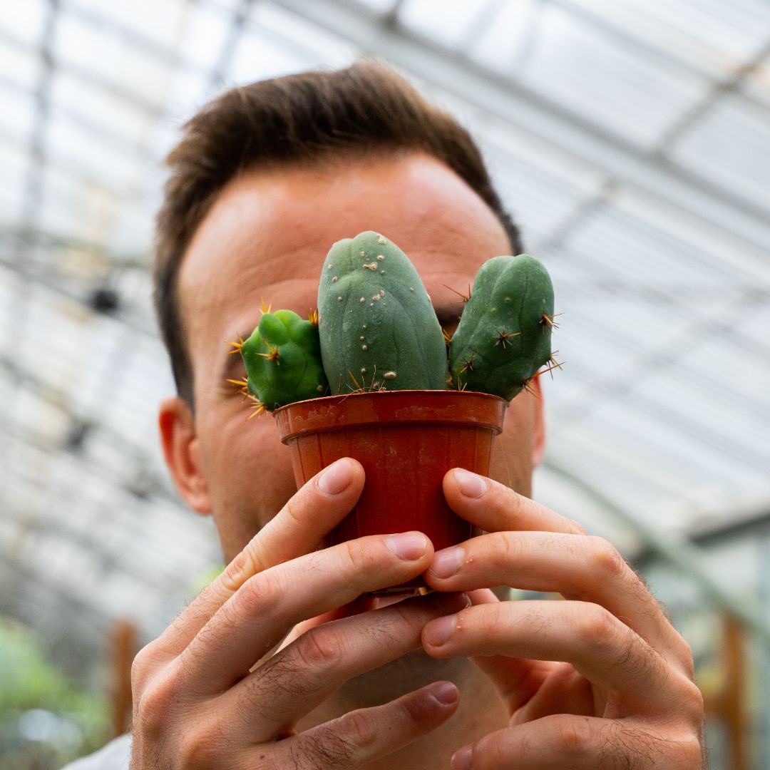 Trichocereus bridgesii mostruoso Ø 8 cm 807F (Rarità)