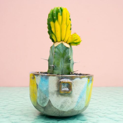 Trichocereus pachanoi crestato variegato 303 Raku