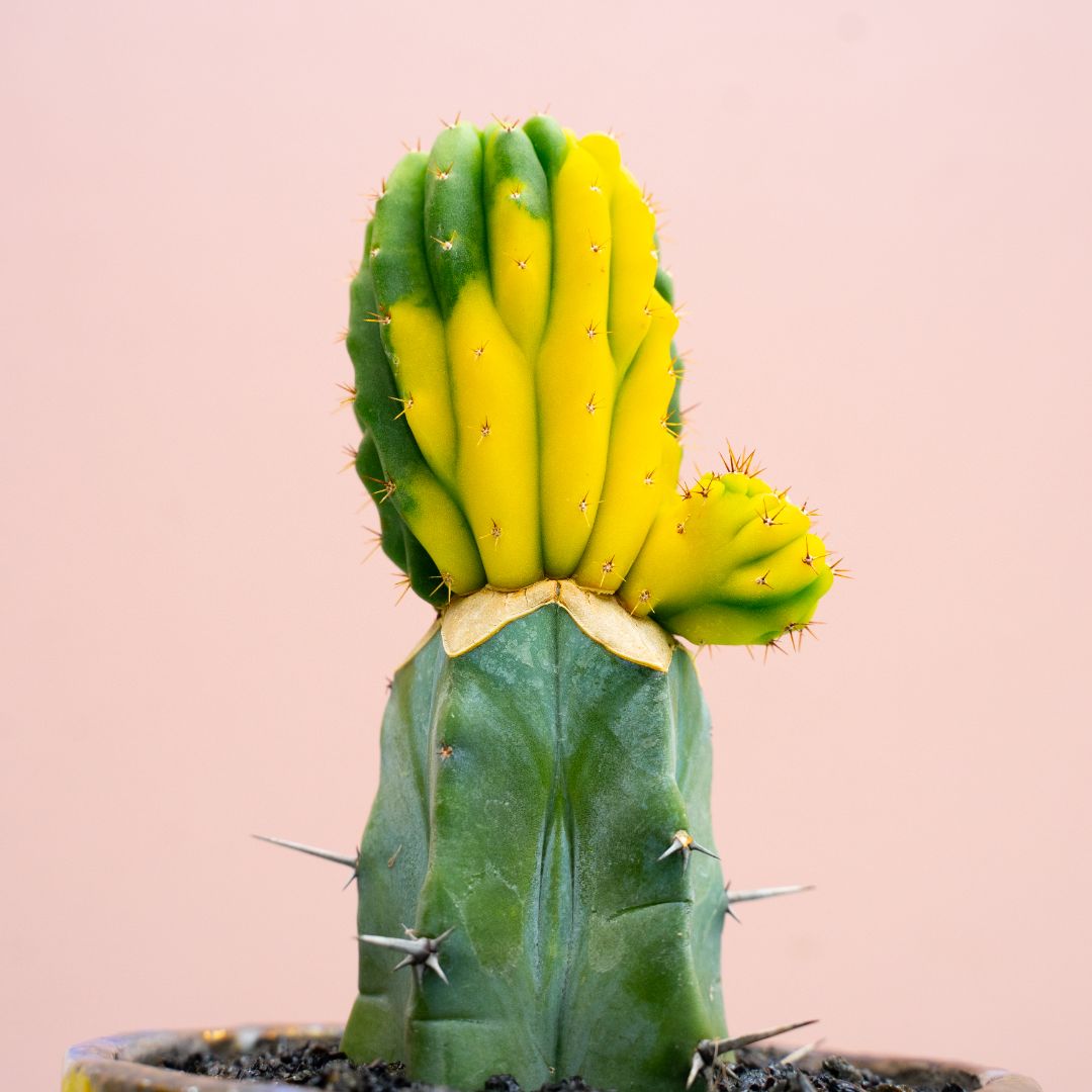 Trichocereus pachanoi crestato variegato 303 Raku