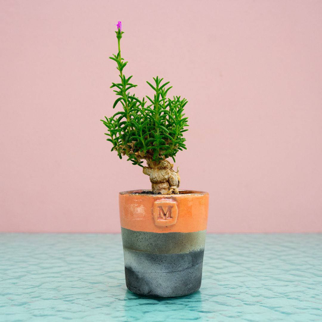 Trichodiadema bulbosum 276 Raku