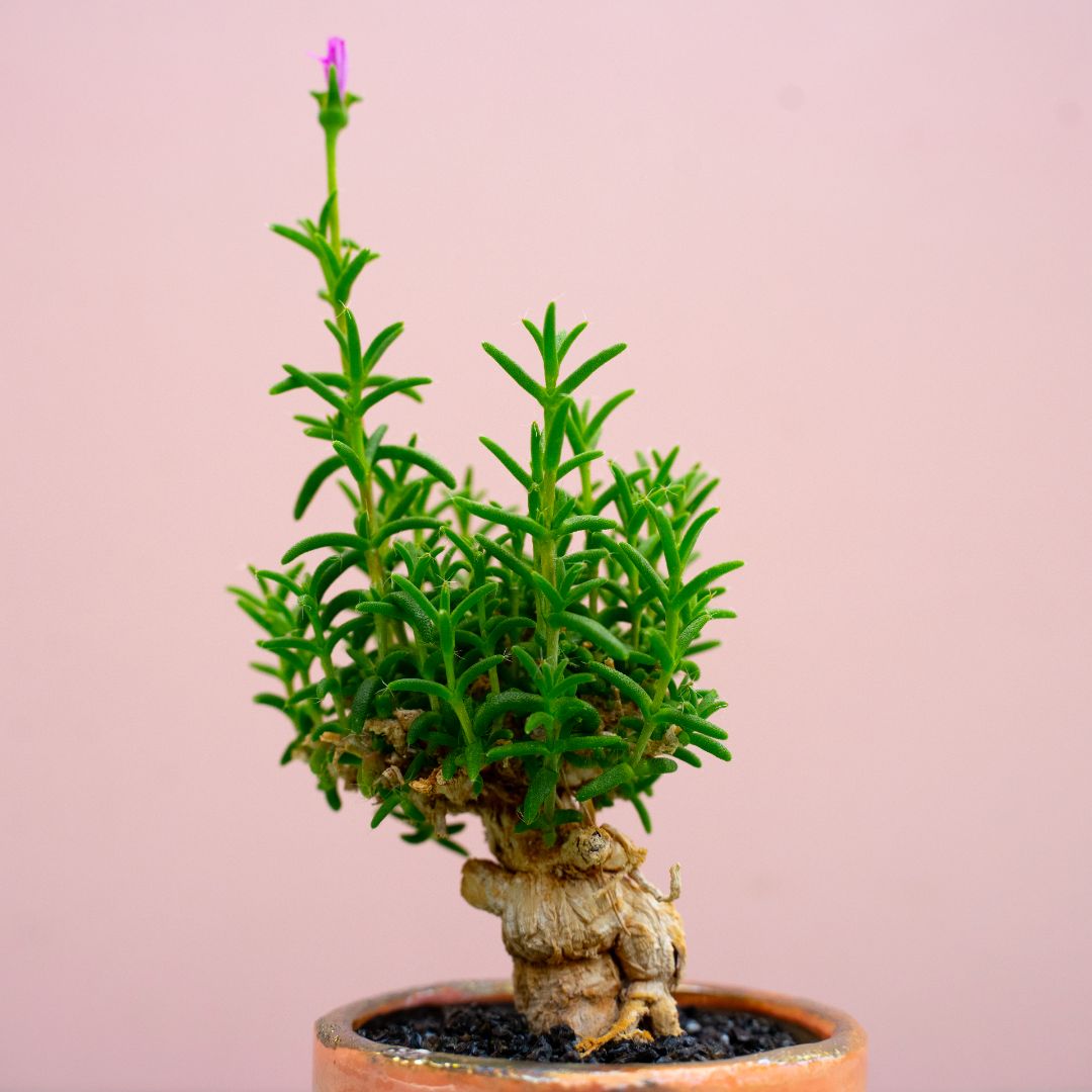 Trichodiadema bulbosum 276 Raku