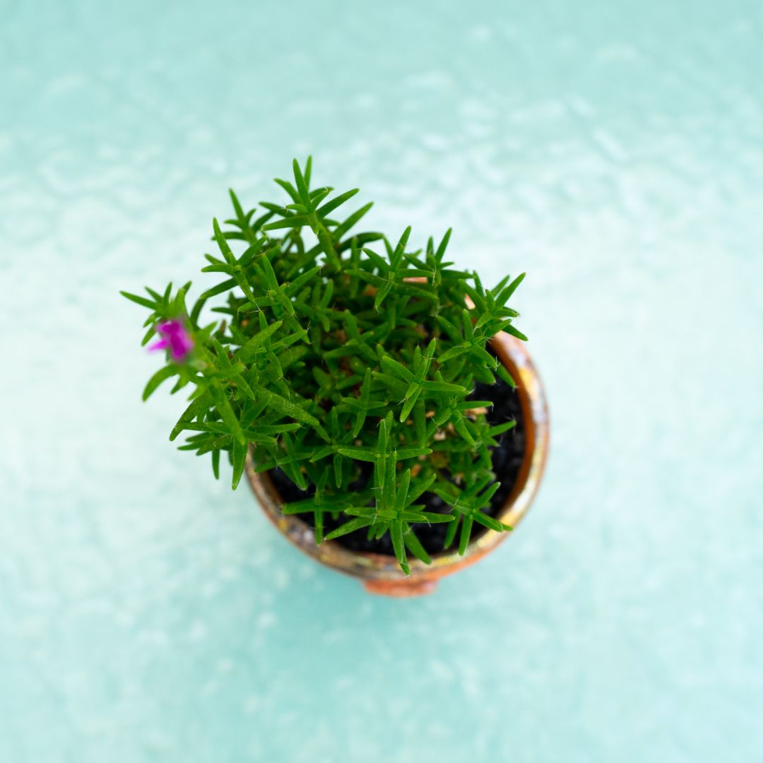 Trichodiadema bulbosum 276 Raku