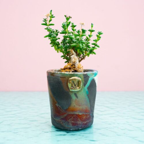 Trichodiadema bulbosum 282 Raku