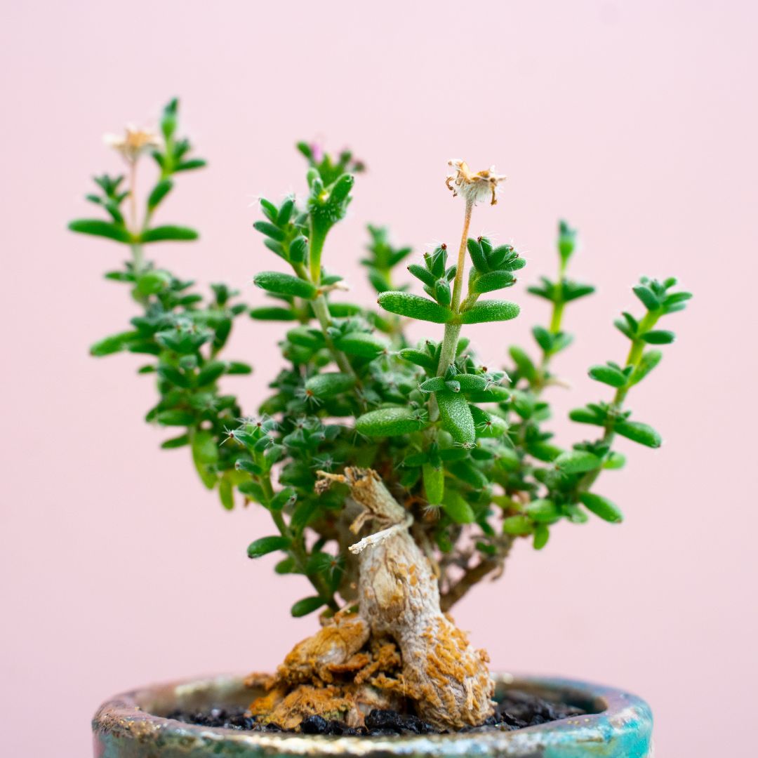 Trichodiadema bulbosum 282 Raku