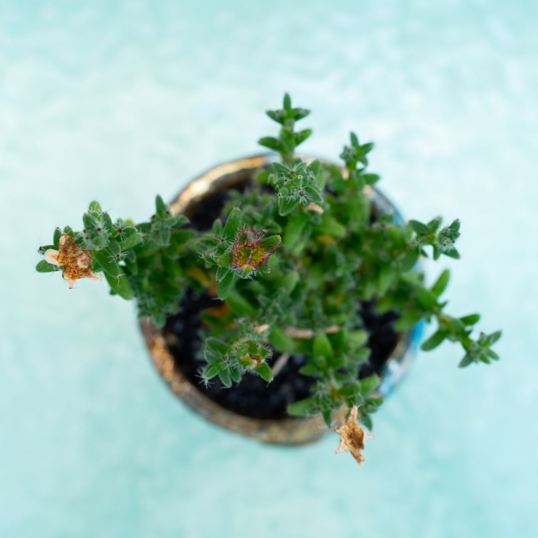 Trichodiadema bulbosum 282 Raku