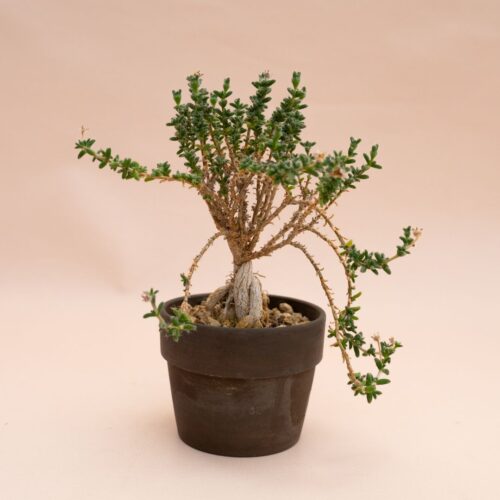 Trichodiadema bulbosum Ø 10 cm 855F