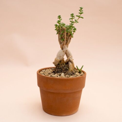 Trichodiadema bulbosum Ø 10 cm 856F