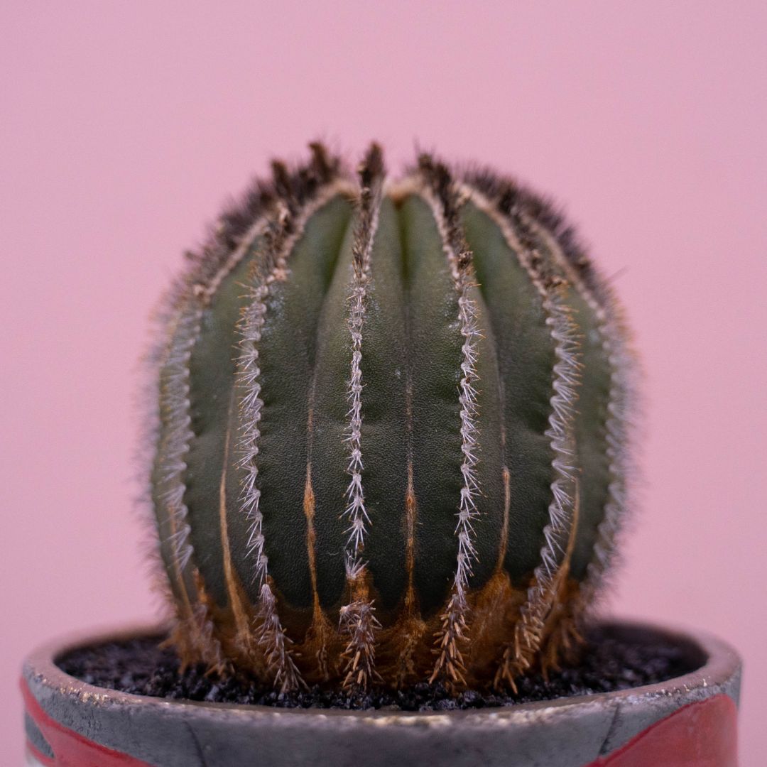 Uebelmannia pectinifera 238 Raku