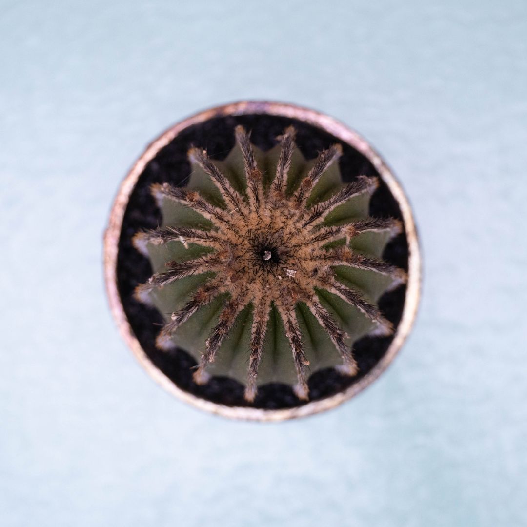 Uebelmannia pectinifera 238 Raku