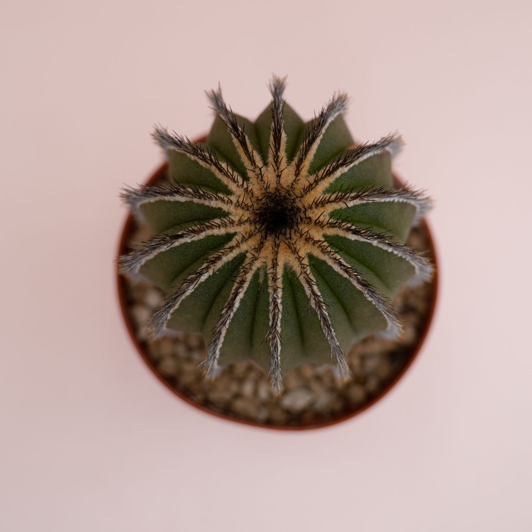 Uebelmannia pectinifera Ø 12 cm