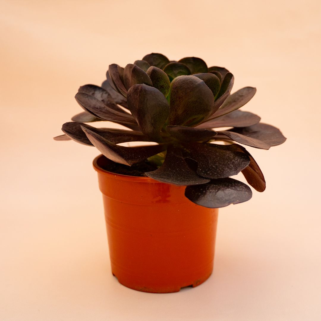 xSemponium 'Destiny' Ø 17 cm cod. 666F